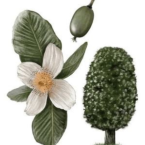 Ulmo Eucryphia Cordifolia Árbol Flor Ornamental