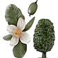 Ulmo Eucryphia Cordifolia Árbol Flor Ornamental - Miniatura 1