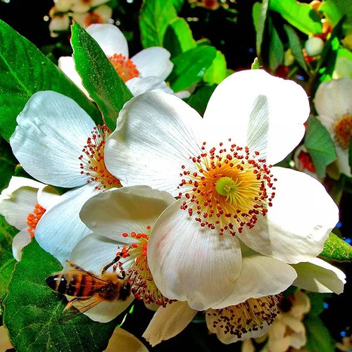 Ulmo Eucryphia Cordifolia Árbol Flor Ornamental 2