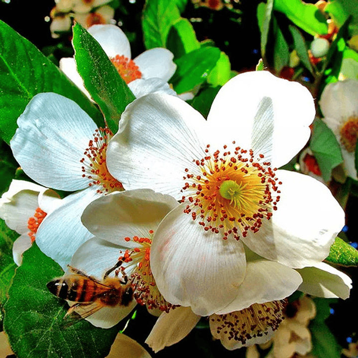 Ulmo Eucryphia Cordifolia Árbol Flor Ornamental 2