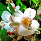 Ulmo Eucryphia Cordifolia Árbol Flor Ornamental - Miniatura 2