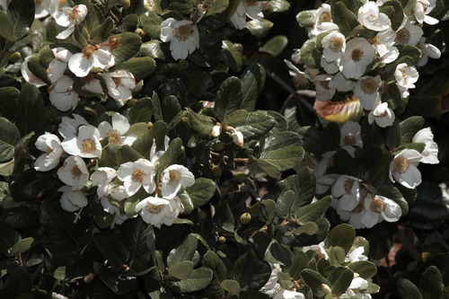 Ulmo Eucryphia Cordifolia Árbol Flor Ornamental 3
