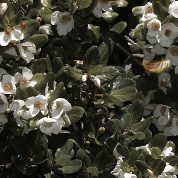 Ulmo Eucryphia Cordifolia Árbol Flor Ornamental 3