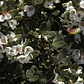 Ulmo Eucryphia Cordifolia Árbol Flor Ornamental - Miniatura 3