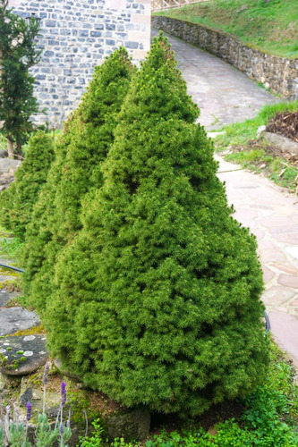 Picea Glauca Cónica Conifera Ornamental 2