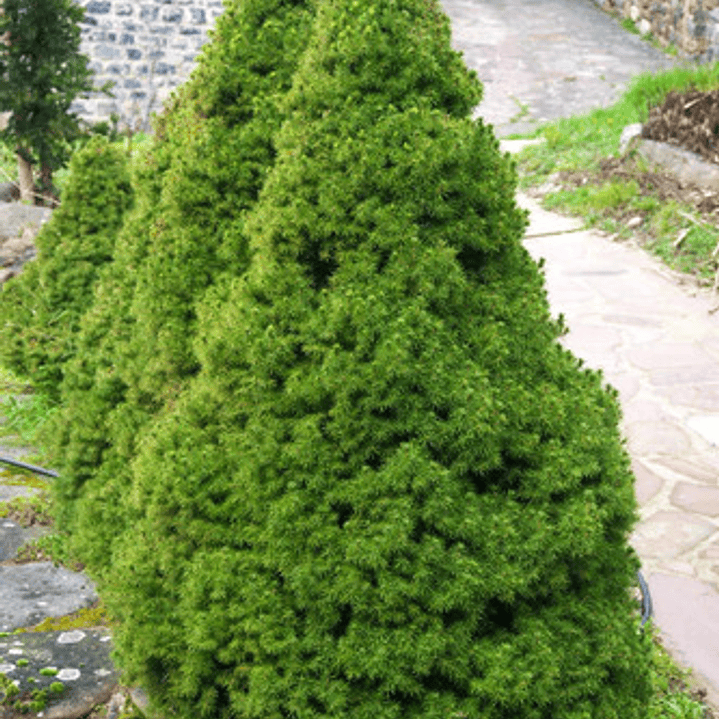 Picea Glauca Cónica Conifera Ornamental 2