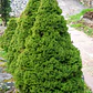 Picea Glauca Cónica Conifera Ornamental - Miniatura 2