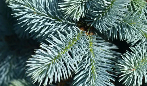Picea Glauca Cónica Conifera Ornamental 3