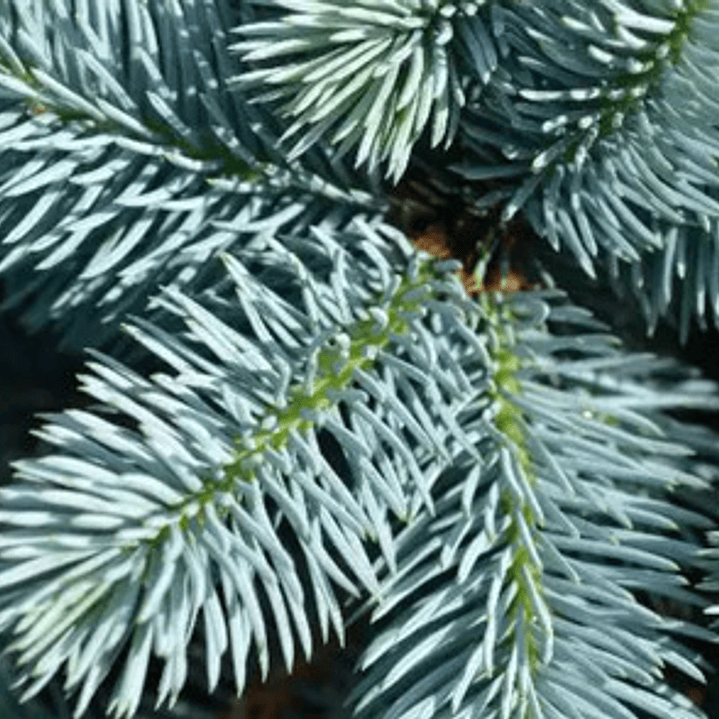 Picea Glauca Cónica Conifera Ornamental 3