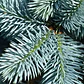 Picea Glauca Cónica Conifera Ornamental - Miniatura 3