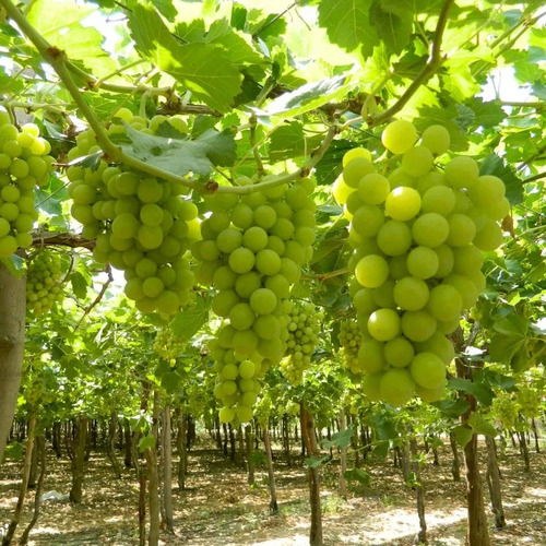 Parra Uva Superior Blanca Sin Pepas De Mesa Árbol Frutal 1