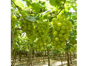 Parra Uva Superior Blanca Sin Pepas De Mesa Árbol Frutal