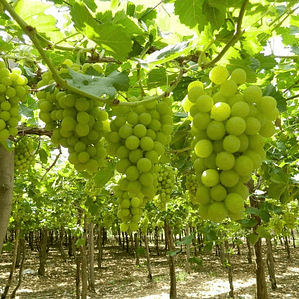 Parra Uva Superior Blanca Sin Pepas De Mesa Árbol Frutal