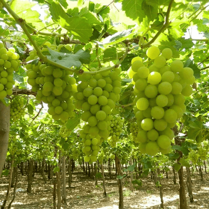 Parra Uva Superior Blanca Sin Pepas De Mesa Árbol Frutal 1