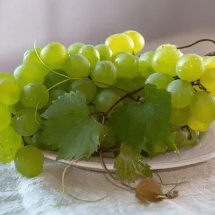 Parra Uva Superior Blanca Sin Pepas De Mesa Árbol Frutal 2