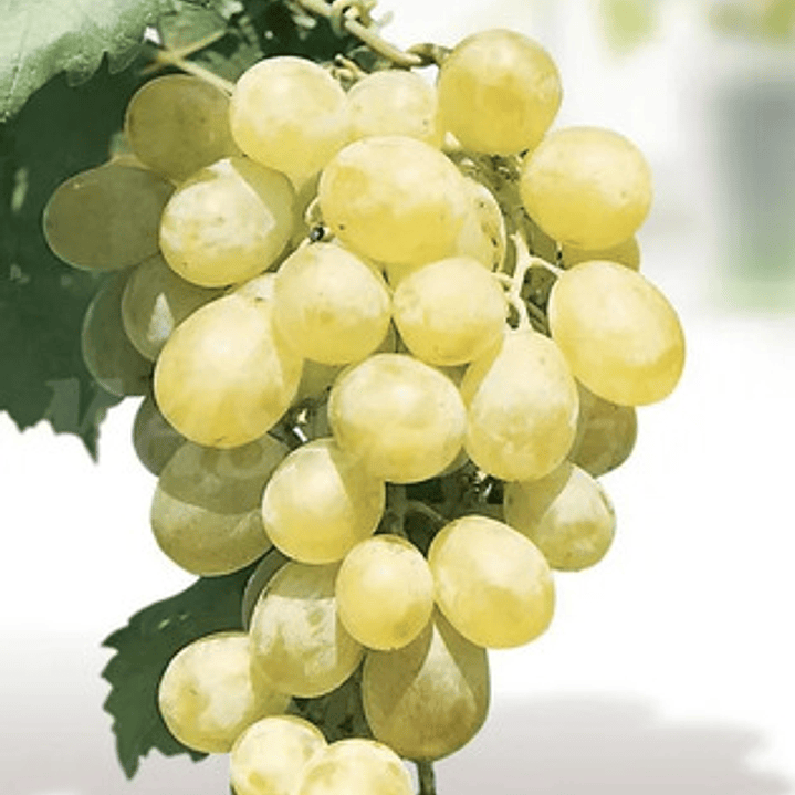 Parra Uva Superior Blanca Sin Pepas De Mesa Árbol Frutal 3