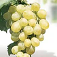 Parra Uva Superior Blanca Sin Pepas De Mesa Árbol Frutal - Miniatura 3