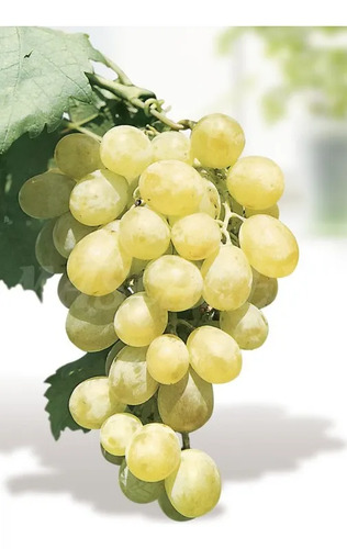 Parra Uva Superior Blanca Sin Pepas De Mesa Árbol Frutal 4
