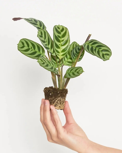 Maranta Pequeña Planta Interior Ornamental 1