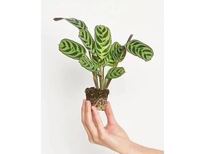 Maranta Pequeña Planta Interior Ornamental