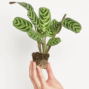 Maranta Pequeña Planta Interior Ornamental