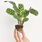 Maranta Pequeña Planta Interior Ornamental - Miniatura 1