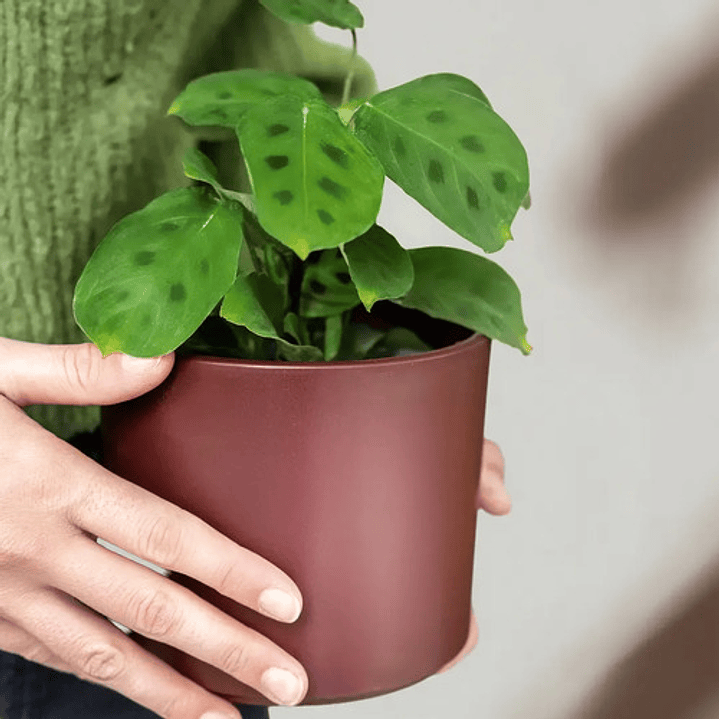 Maranta Pequeña Planta Interior Ornamental 2