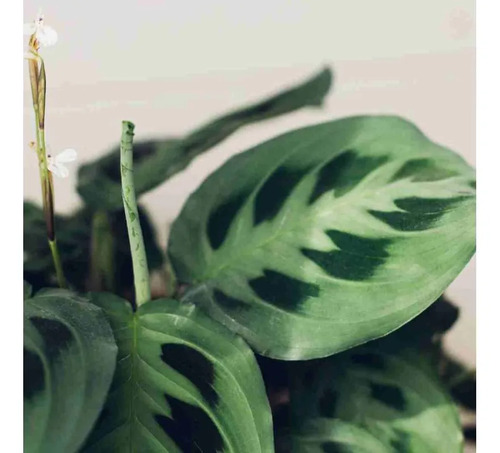 Maranta Pequeña Planta Interior Ornamental 3