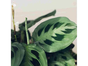 Maranta Pequeña Planta Interior Ornamental