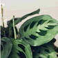 Maranta Pequeña Planta Interior Ornamental - Miniatura 3