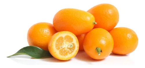  Kumquat Grande Con Frutos Árbol Frutal Naranjo Enano 1