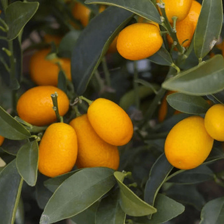  Kumquat Grande Con Frutos Árbol Frutal Naranjo Enano 2