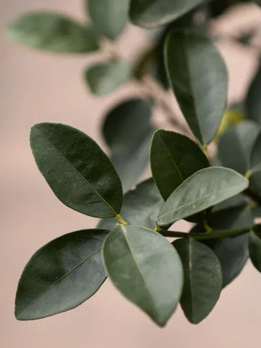  Kumquat Grande Con Frutos Árbol Frutal Naranjo Enano 3