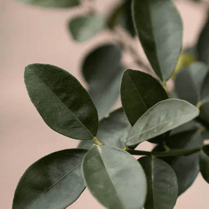  Kumquat Grande Con Frutos Árbol Frutal Naranjo Enano 3