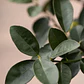  Kumquat Grande Con Frutos Árbol Frutal Naranjo Enano - Miniatura 3