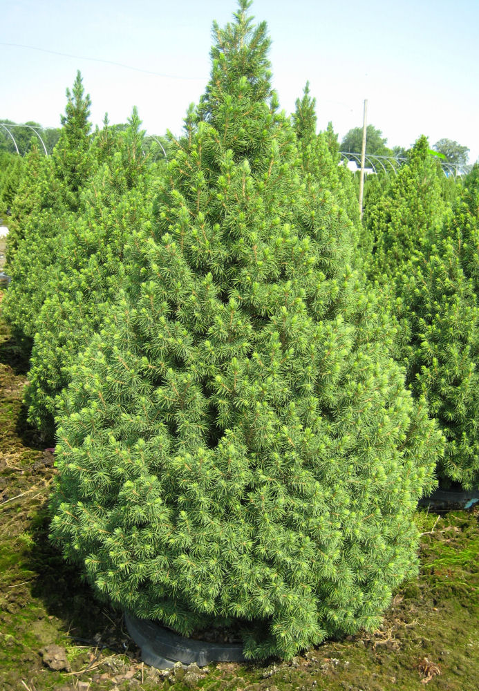 Picea Glauca Cónica Conifera Ornamental 1