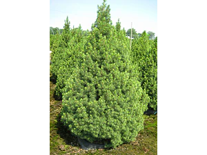 Picea Glauca Cónica Conifera Ornamental
