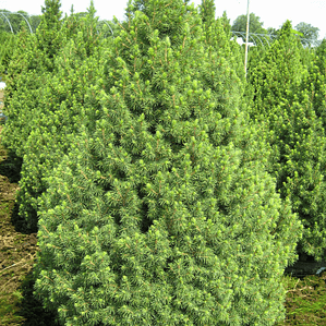 Picea Glauca Cónica Conifera Ornamental