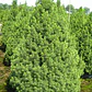 Picea Glauca Cónica Conifera Ornamental - Miniatura 1