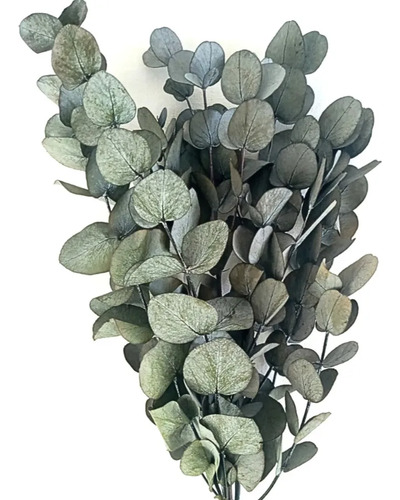 Eucalipto Dólar Plateado Pequeño Cinerea Árbol Ornamental 1