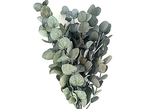 Eucalipto Dólar Plateado Pequeño Cinerea Árbol Ornamental