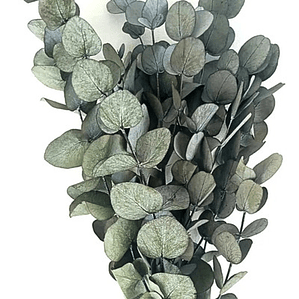 Eucalipto Dólar Plateado Pequeño Cinerea Árbol Ornamental