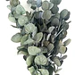 Eucalipto Dólar Plateado Pequeño Cinerea Árbol Ornamental - Miniatura 1