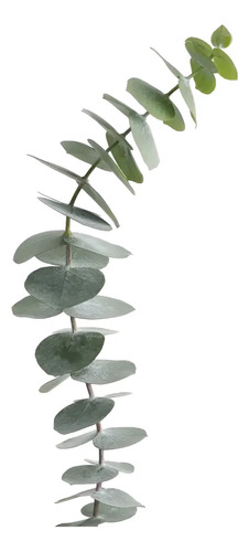 Eucalipto Dólar Plateado Pequeño Cinerea Árbol Ornamental 2