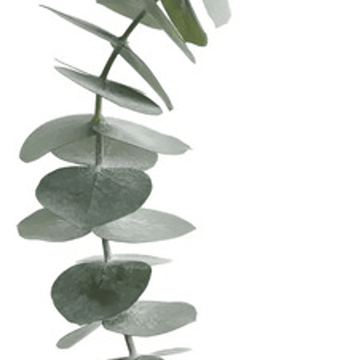 Eucalipto Dólar Plateado Pequeño Cinerea Árbol Ornamental 2