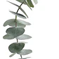 Eucalipto Dólar Plateado Pequeño Cinerea Árbol Ornamental - Miniatura 2