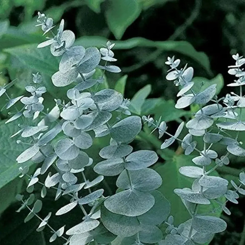 Eucalipto Dólar Plateado Pequeño Cinerea Árbol Ornamental 3