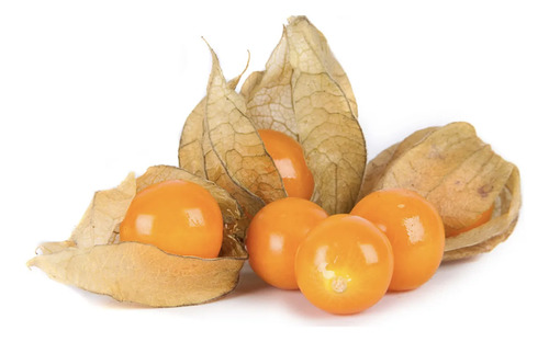 Golden Berry Physalis Fisalis Uchuva Medicinal 1
