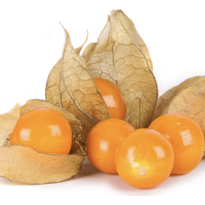 Golden Berry Physalis Fisalis Uchuva Medicinal 1