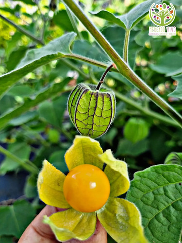 Golden Berry Physalis Fisalis Uchuva Medicinal 2